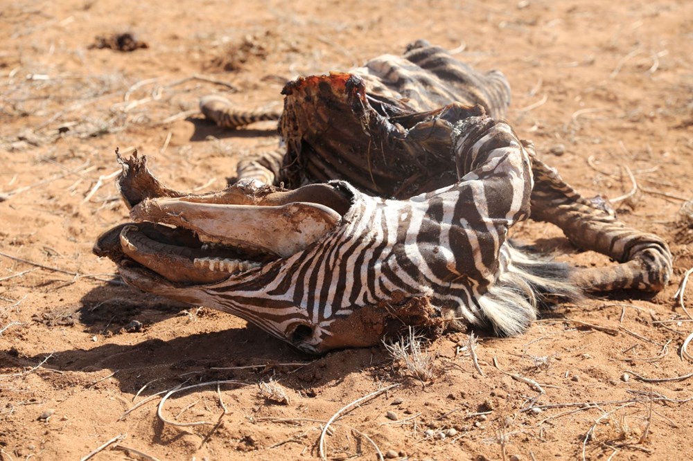 Kenya'da son 40 yılın en şiddetli kuraklığı: Nesli tükenmekte olan hayvanlar art arda ölüyor - 3