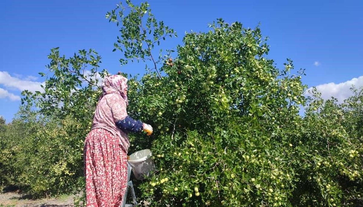 Çinliler şifalı diye bol bol tüketiyor: Halk arasında ona Çinliler şifalı diye bol bol tüketiyor: Halk arasında ona