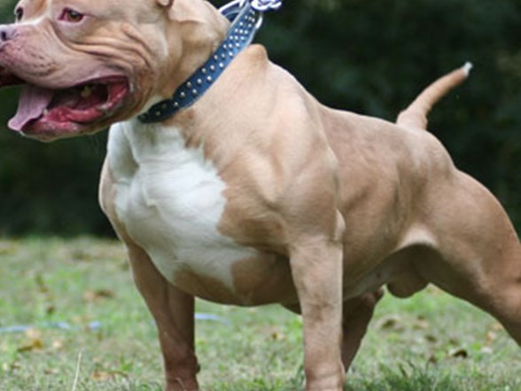 pitbull lar 10 yildir yasak ama