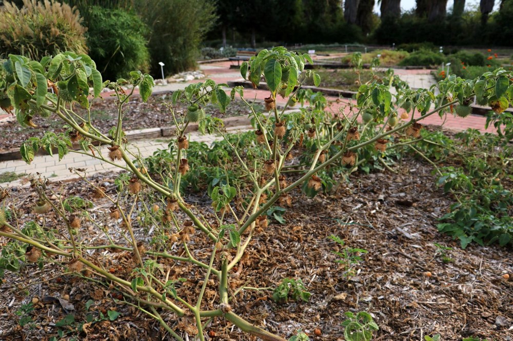 Sakın barbunya sanıp yemeyin! (Siyanürden 6 bin kat daha zehirli) - 10