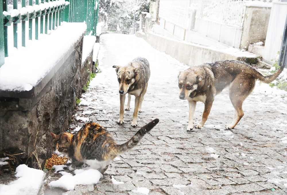 İstanbul'da kar yağışı devam ediyor - 23