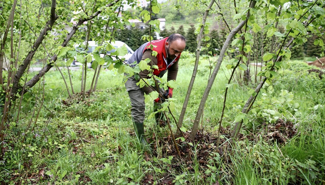 Karadeniz'de fındık hasadı başladı
