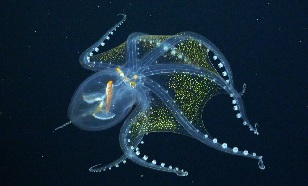 rare in the ocean "Glass Octopus" viewed - 2