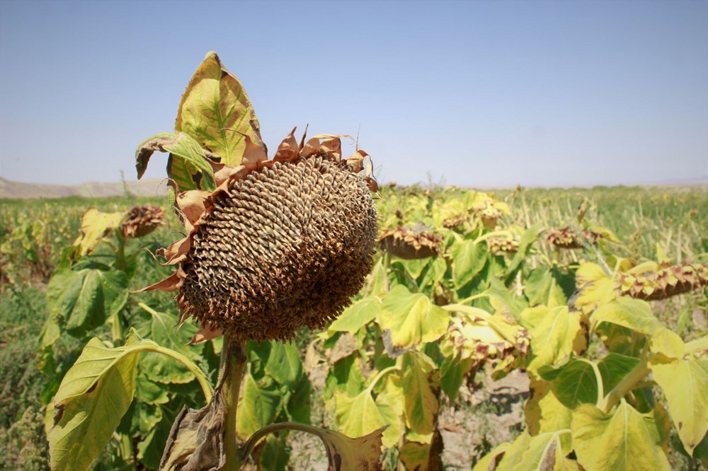 1,5 g�nde hasad� yap�l�yor: Binbir emekle yeti�tiriliyor