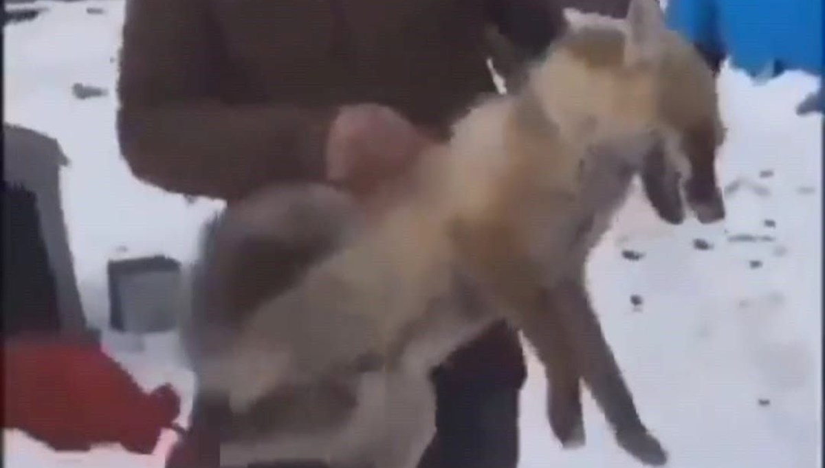 Ardahan'da tilkiye kötü muamelede bulunanlara soruşturma açıldı