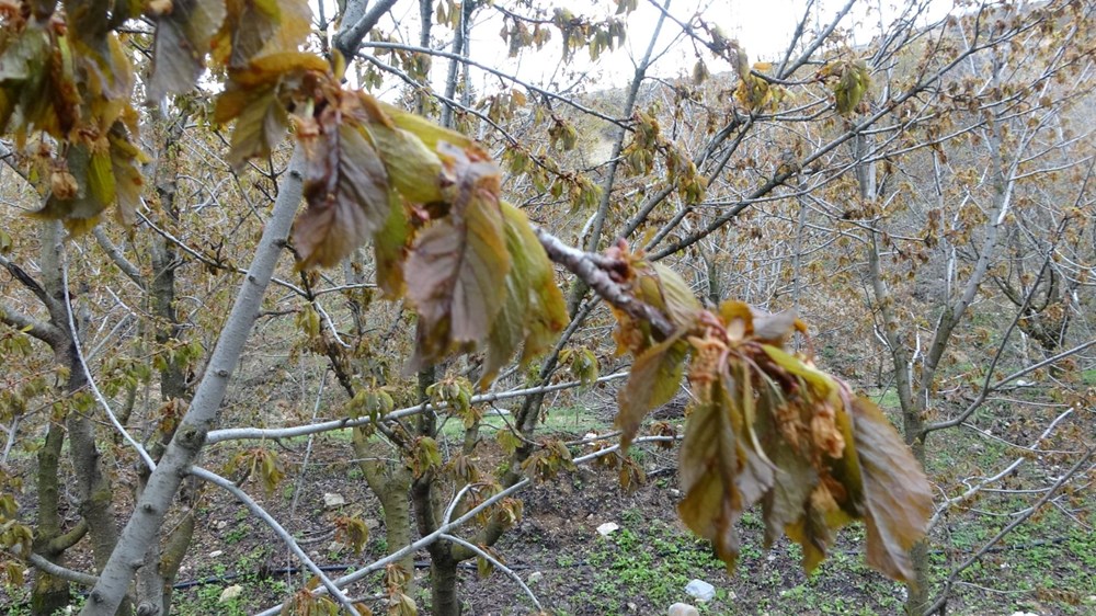Üreticiler ciddi kayıp yaşıyor: Zirai don albastı kirazını da vurdu - 5