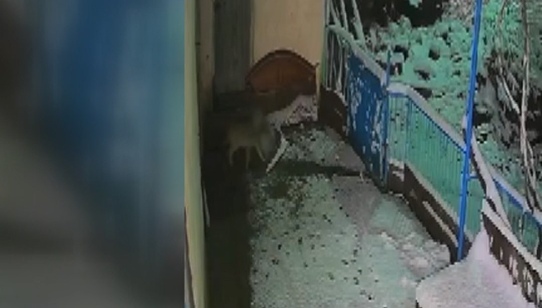 Elazığ'da hırsız çakal: Evin balkonundaki tepsiyi çaldı