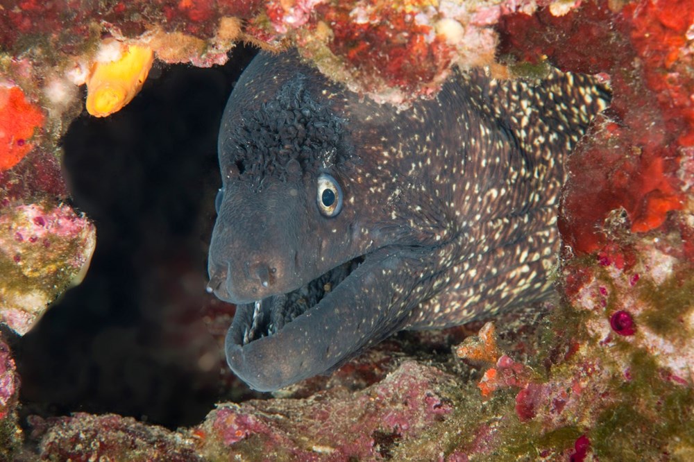 The hidden and colorful world of the Mediterranean - 9
