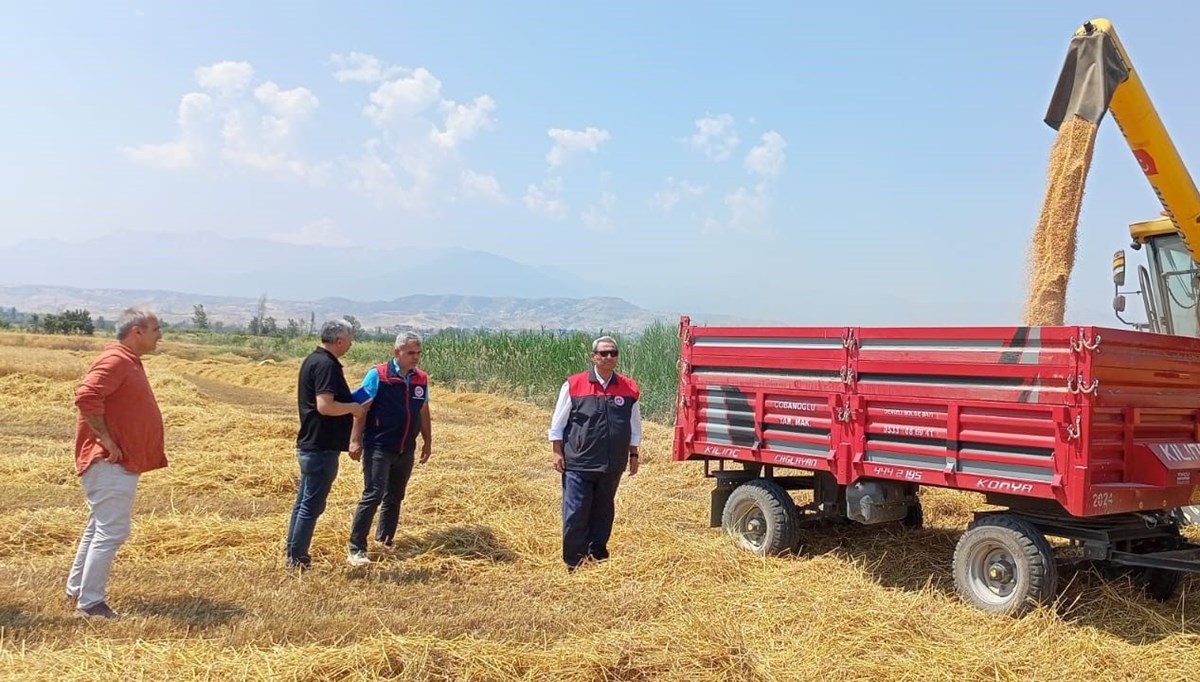 Denizli'de buğday hasadı başladı
