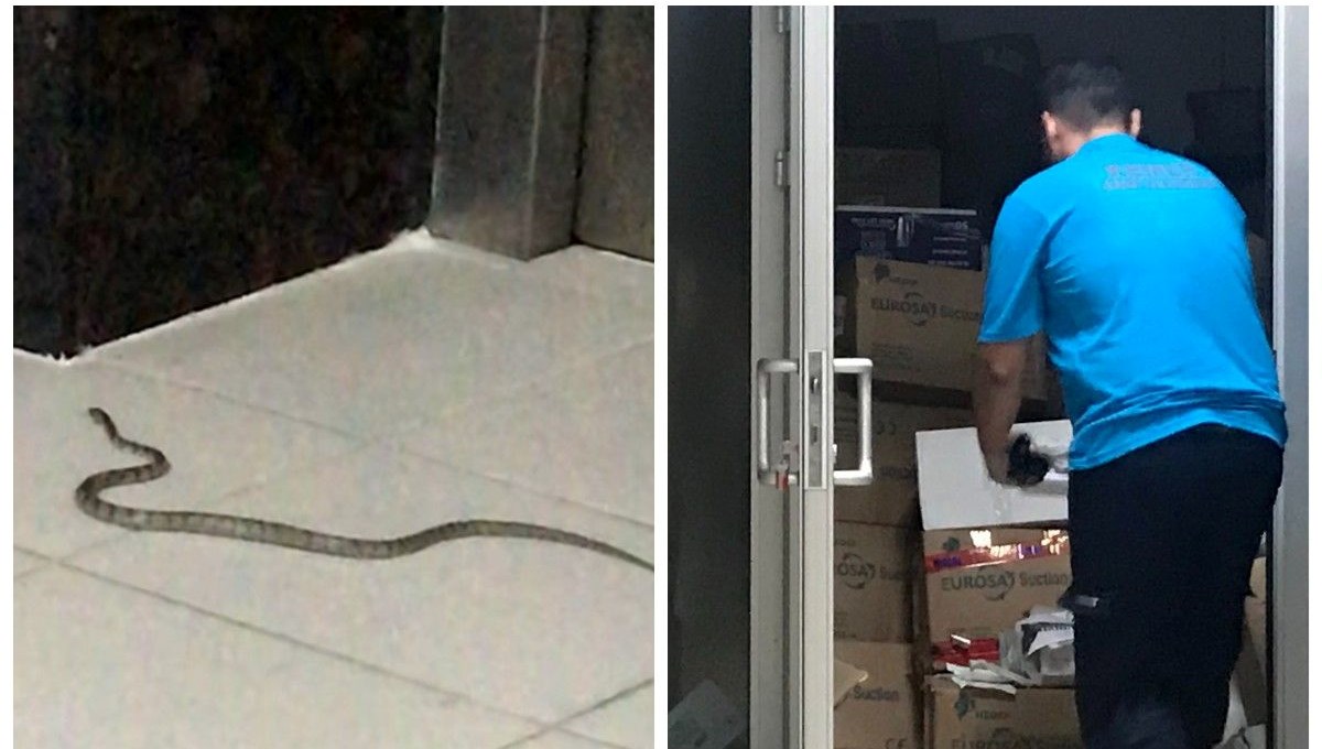 Hastanede yılan paniği Hastanede yılan paniği