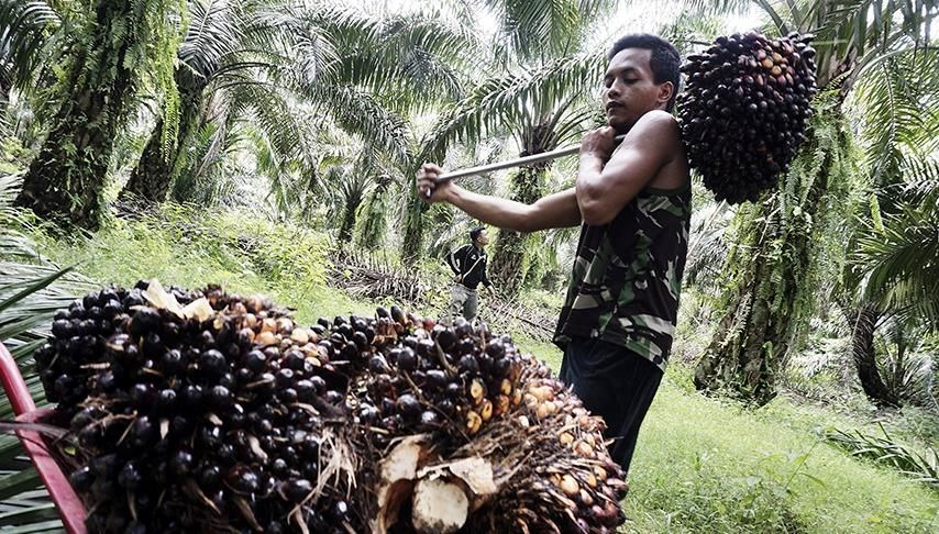 Palm yağı fiyatı 3 ayın dibinde
