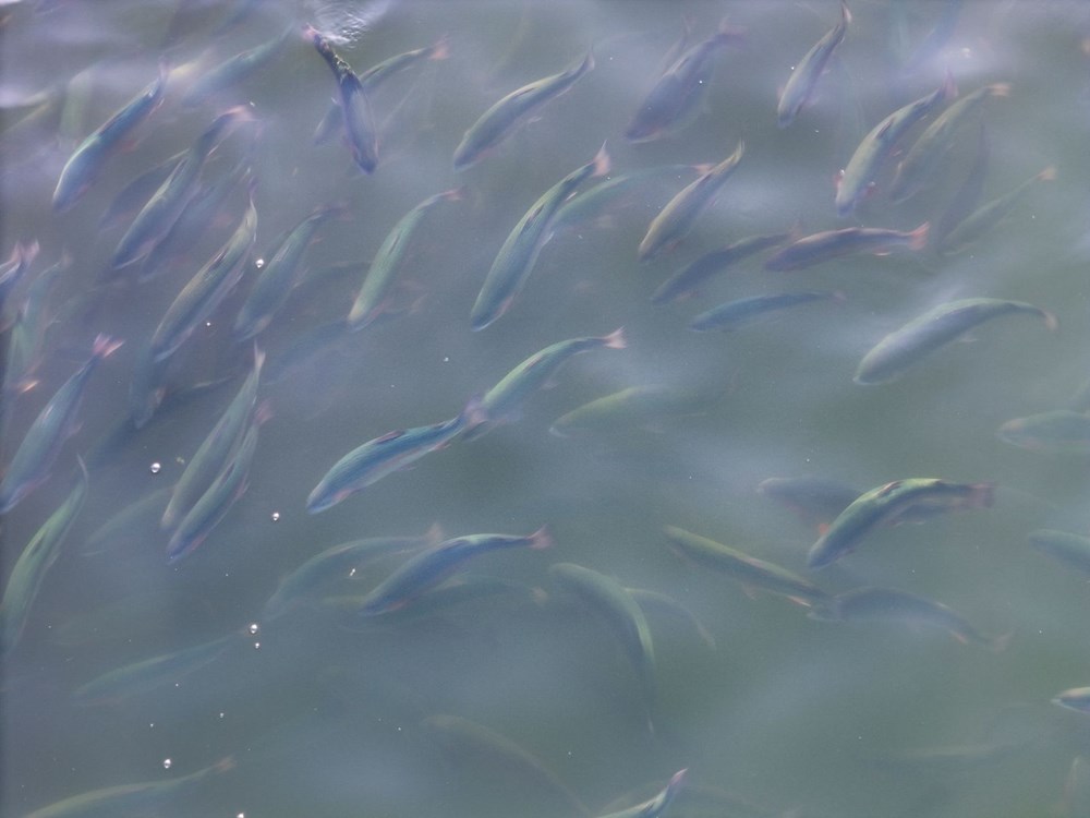 go0rR7pfUEeYpLJY89SaIQ