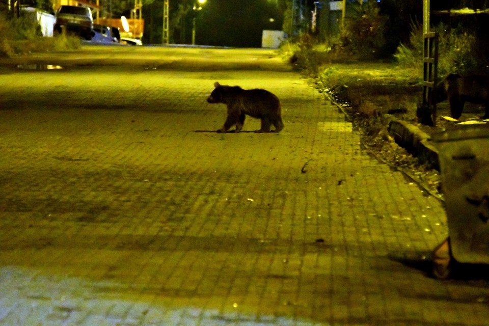 Bozayılar şehre indi: Artık evlere girmeye başladılar - 1