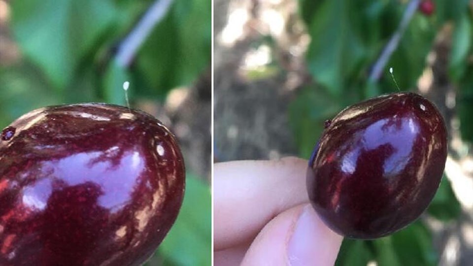 3 bin yılda açtığına inanılan 'udumbara' çiçeği Çanakkale'de görüldü - 1