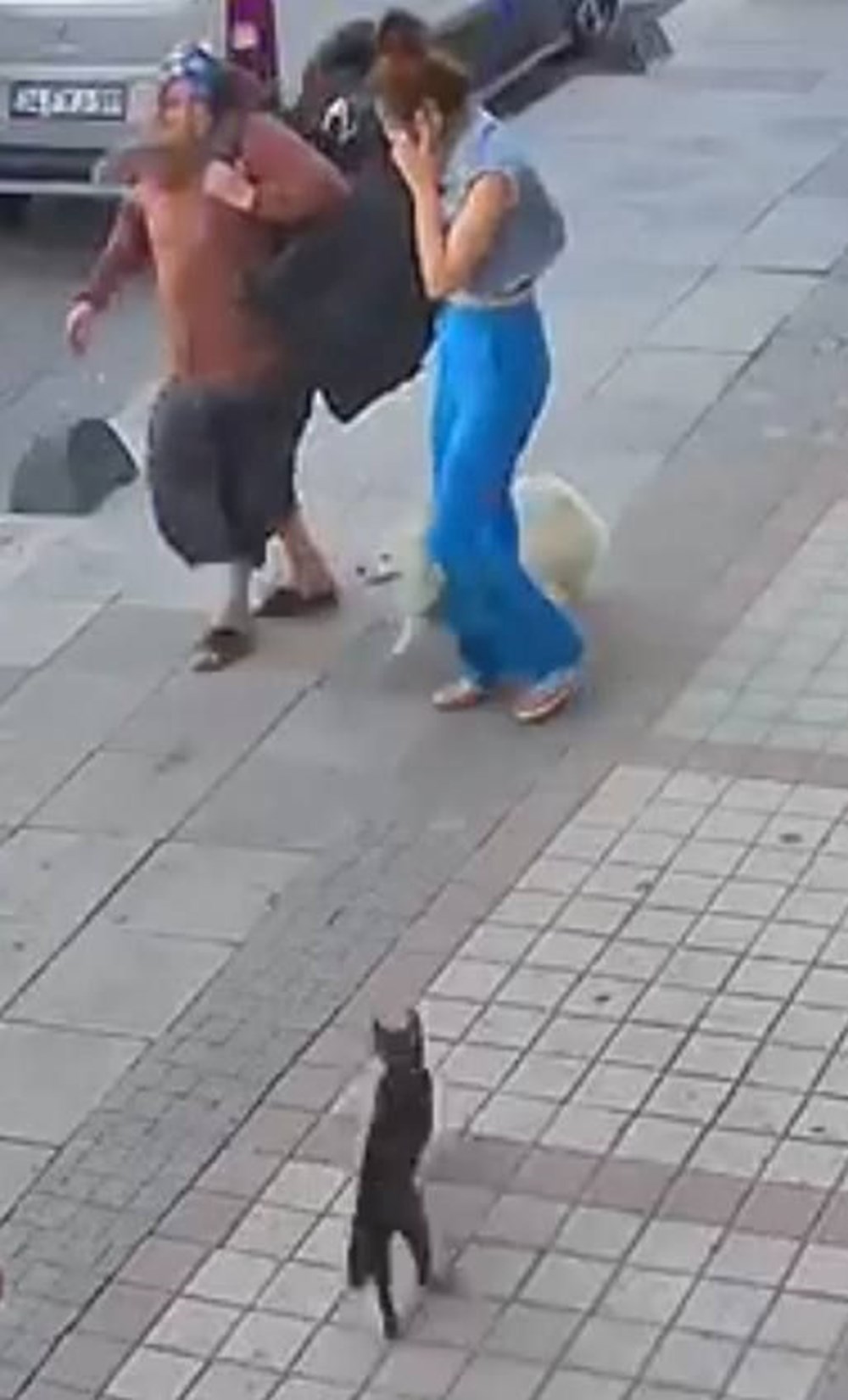 Bağcılar'da kedi, Sibirya kurduna saldırdı - 4