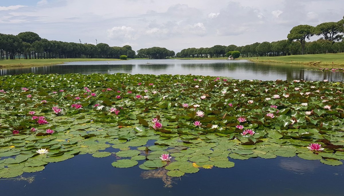 Nilüferleri koparmanın cezası 146 bin TL