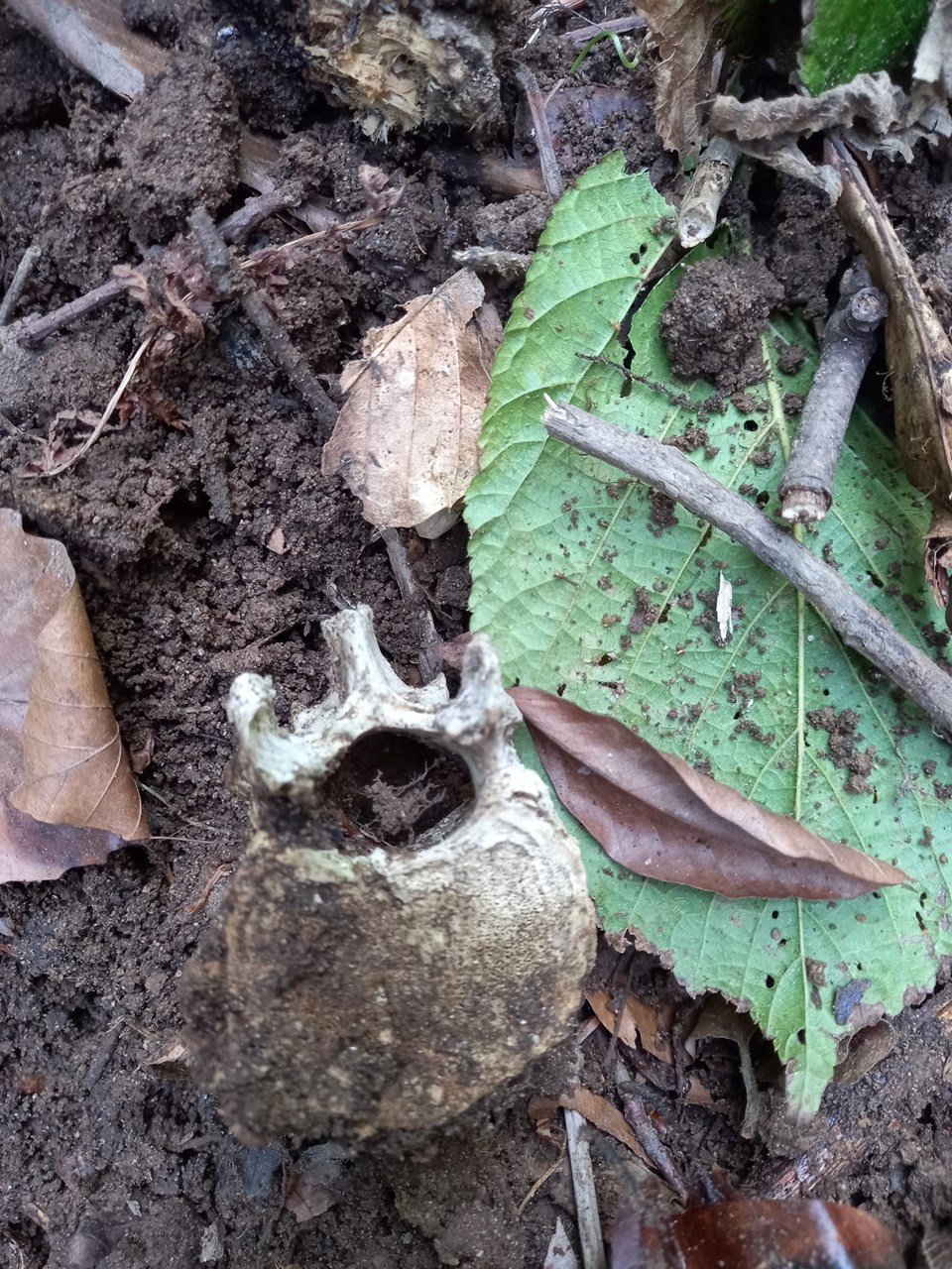 Gümüşhane'de ormanda insan kafatası ve kemikleri bulundu - 1