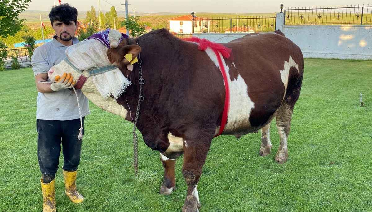 Yozgat'ta “Şampiyon” isimli boğa 230 bin liradan satışa çıktı Yozgat'ta “Şampiyon” isimli boğa 230 bin liradan satışa çıktı