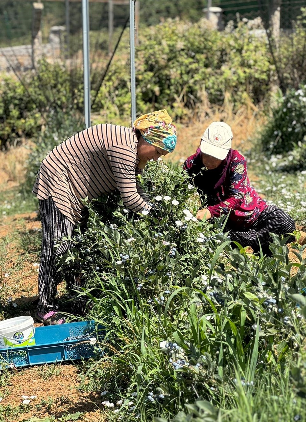 20'den fazla ülkeye ihraç ediliyor: 10-15 yıl önce dikildi, verimi arttı - 4