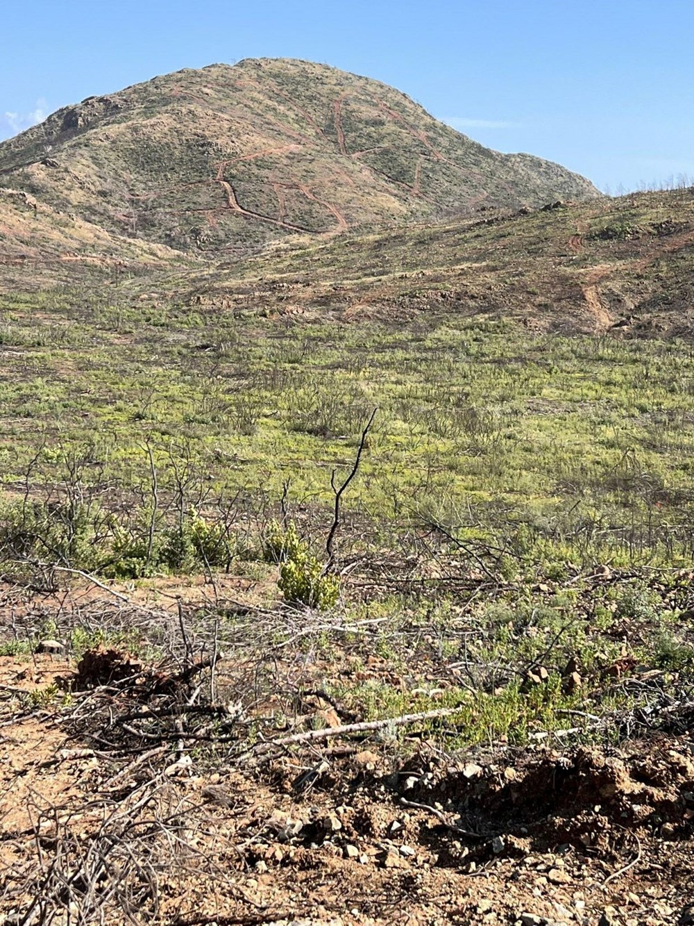 Marmaris'te yanan alanlar yeşillenmeye başladı - 10