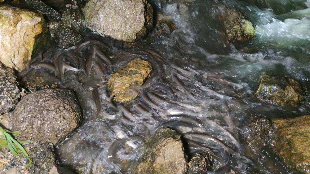 İnci kefalinin gece yolculuğu başladı - 6