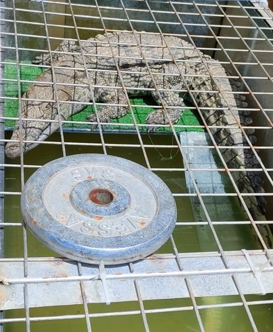 Evinde timsah besleyen kişi gözaltına alındı: Kazak giydirip tasmayla gezdiriyordu - 1