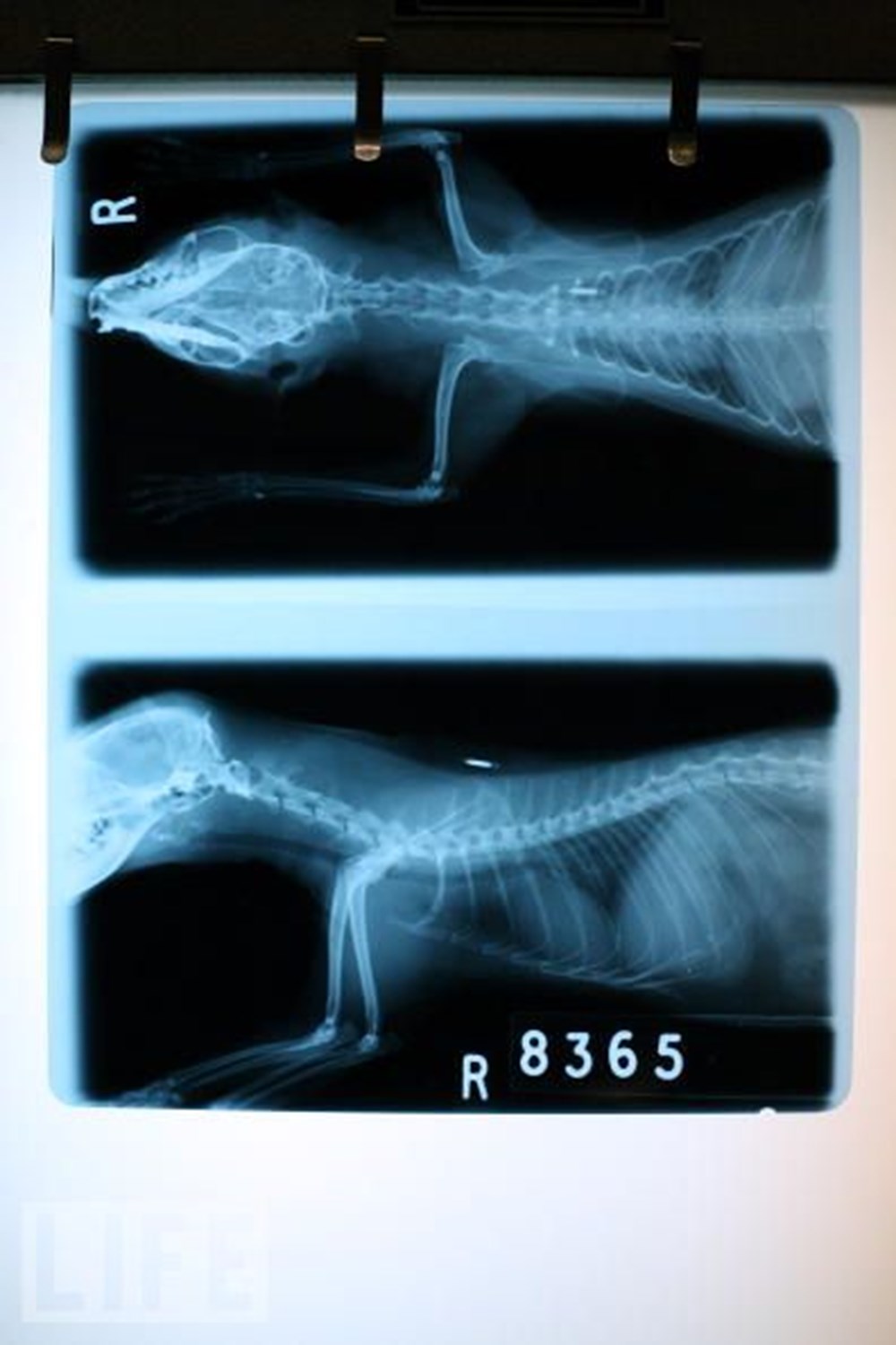 Hayatın röntgeni NTV Hayatın röntgeni NTV