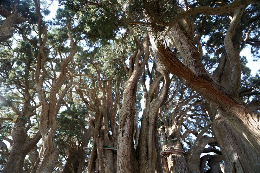 İran'ın en yaşlı ağacı Dünya Mirası Listesi'ne girmeyi bekliyor - 11