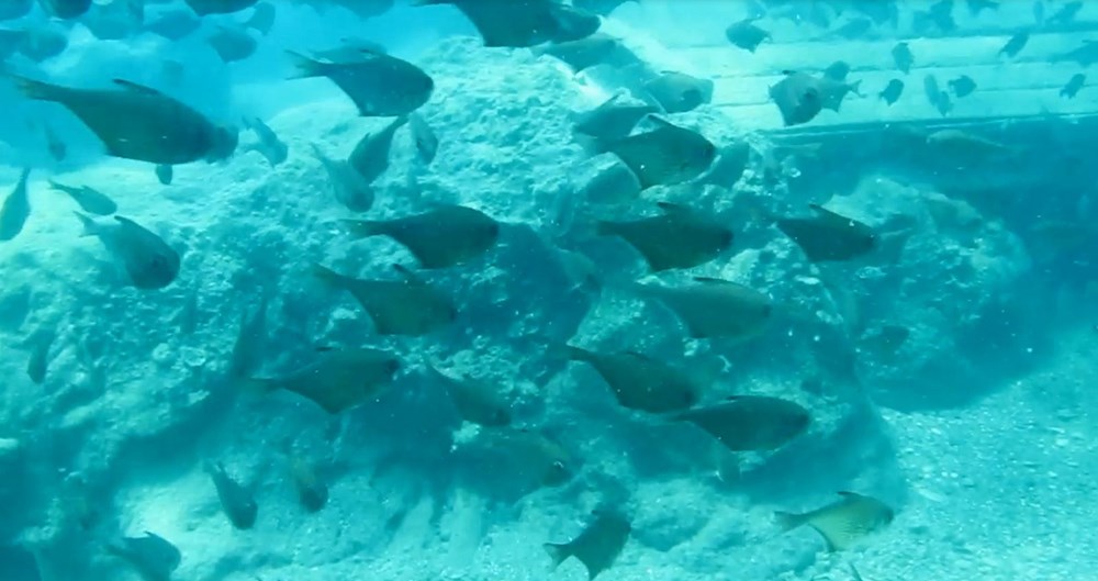 Kızıldeniz'den, Akdeniz'e göçen balık türü 65'e çıktı - 1