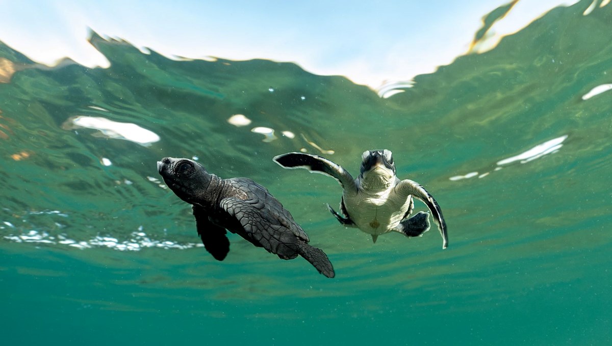 Caretta caretta yavrularının yuvalarından çıkışı görüntülendi Caretta caretta yavrularının yuvalarından çıkışı görüntülendi