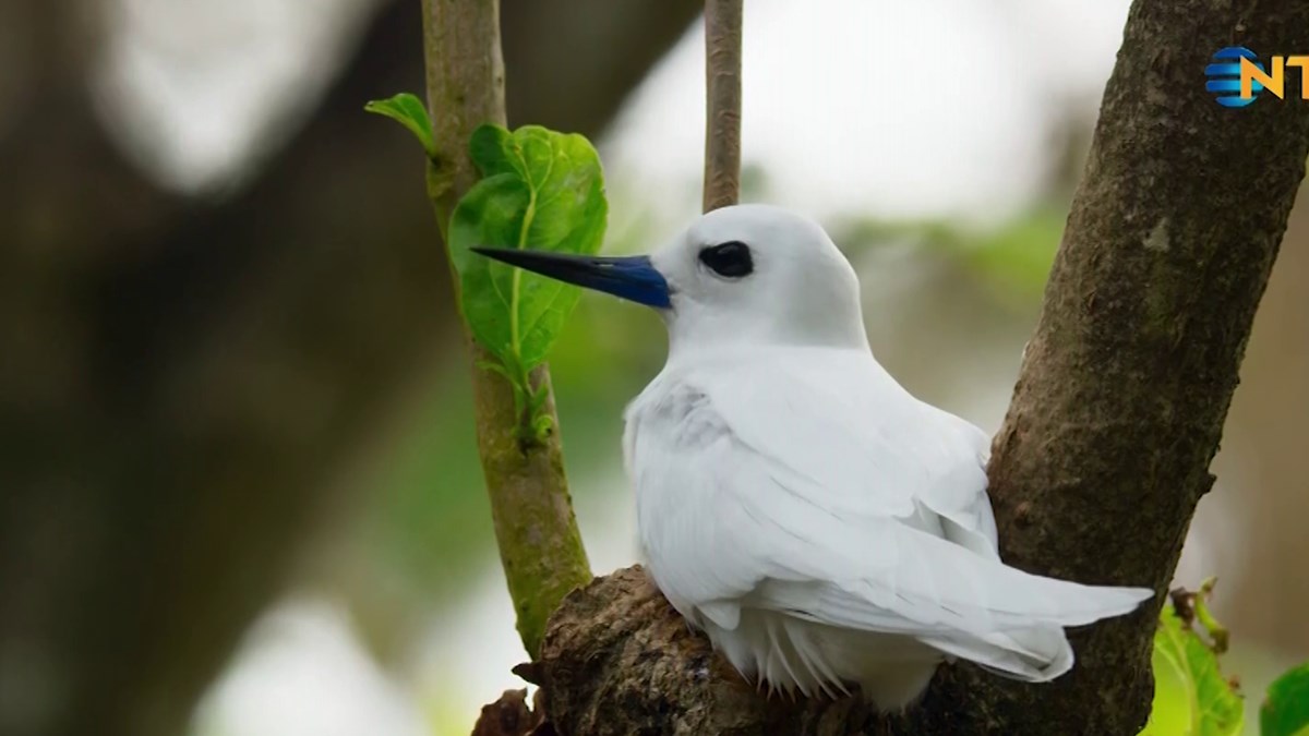 yeryuzu 1 bolum 11 haziran 2017