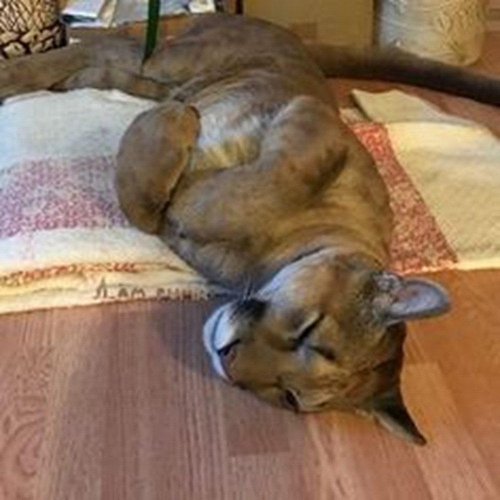 Kedi yerine puma sahiplendiler (Dünyadaki ilk evcil puma Messi