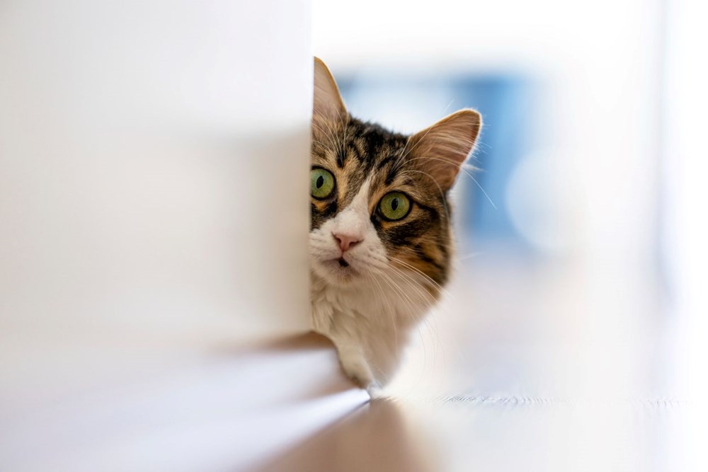 Narsistler Kedileri Sevmez mi: Kedi-Narsisist İlişkisinin İncelenmesi 73 h0TZZf13h0OPqIWwmLGOuQ