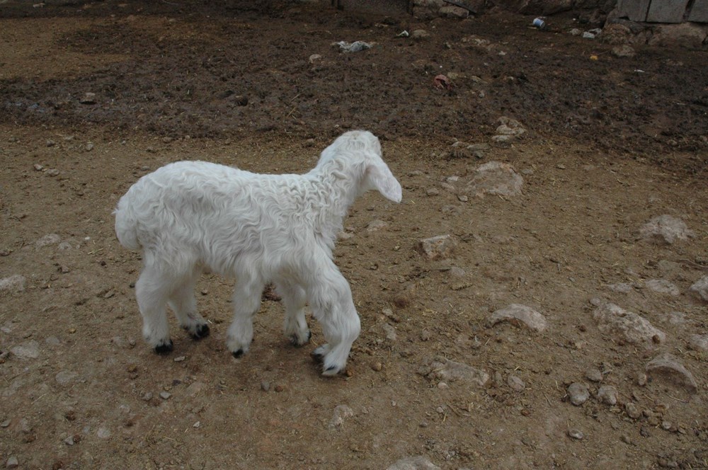Diyarbakır'da 6 ayaklı doğan kuzu görenleri şaşırtıyor - 7
