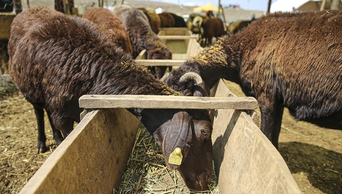 Hayvan pazarı kapatıldı