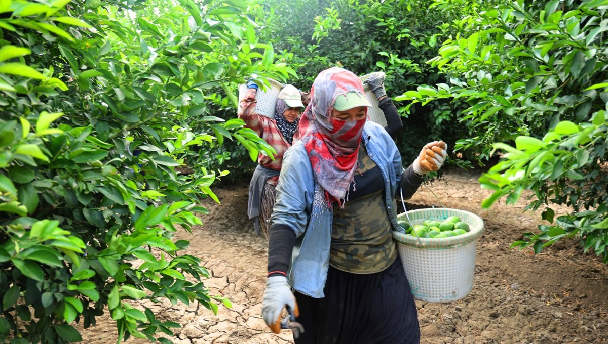 Markette kilosu 150 lirayı aştı: Fiyatı düşürecek hasat başladı