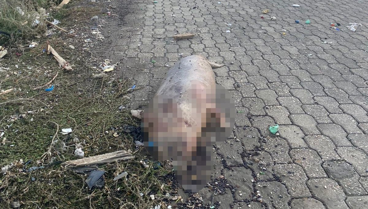 Akdeniz foku kıyıya vurdu Akdeniz foku kıyıya vurdu