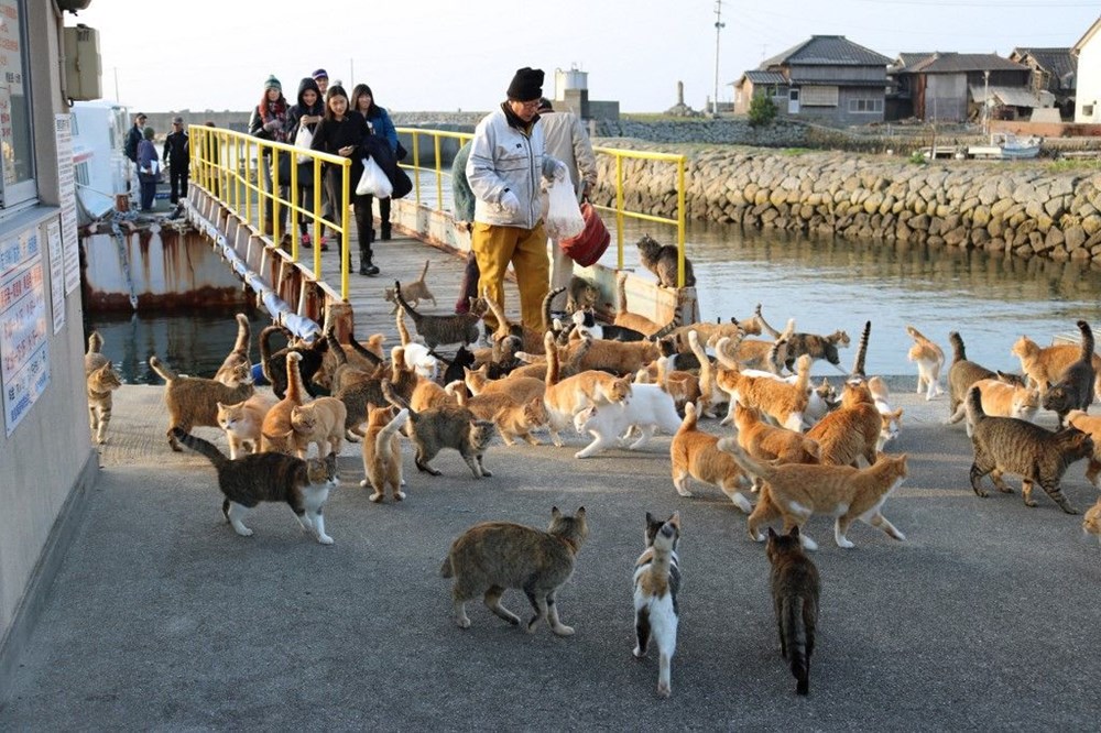 Japonya'daki kedi adası: Aoshima - 1