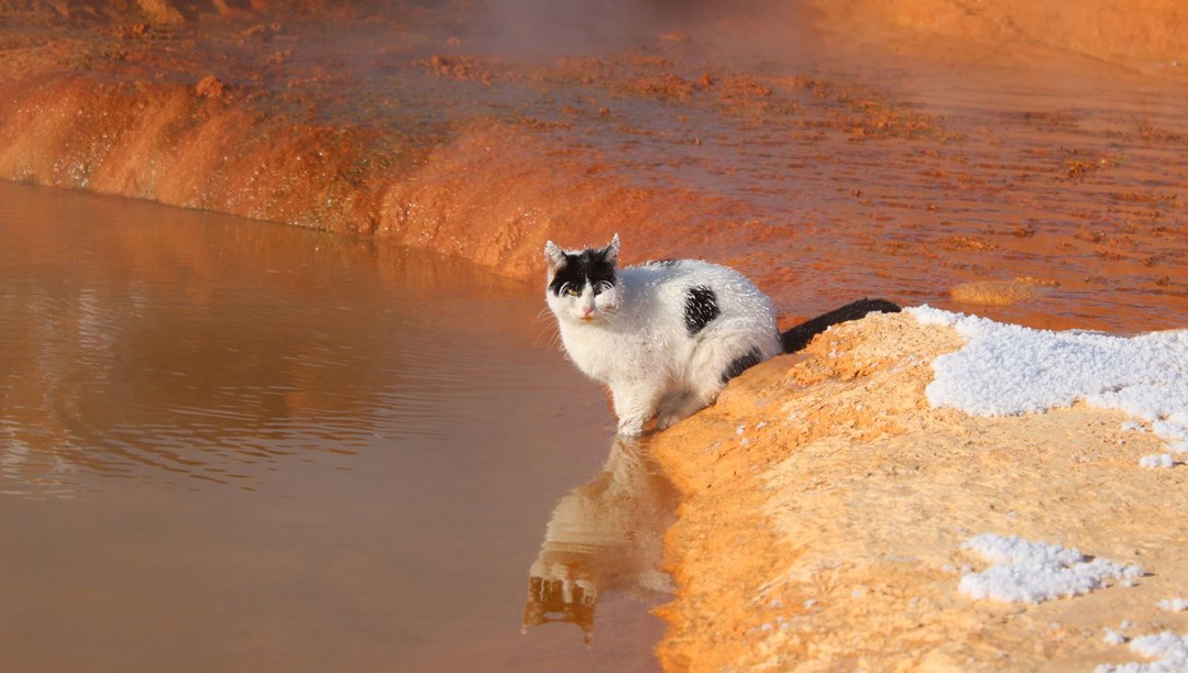 Sibirya değil Sivas! Donan kedi termal su kenarında ısınmaya çalıştı