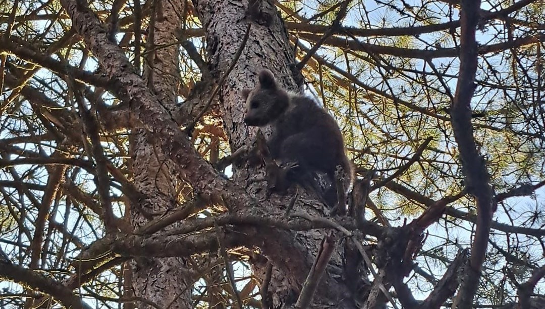 İnsanlardan korkan yavru ayı ağaca tırmandı