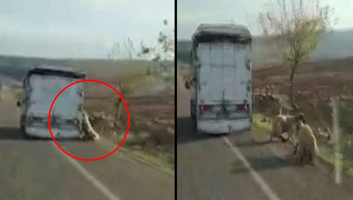 Kamyonetin kapağı açıldı: 6 koyun firar etti!