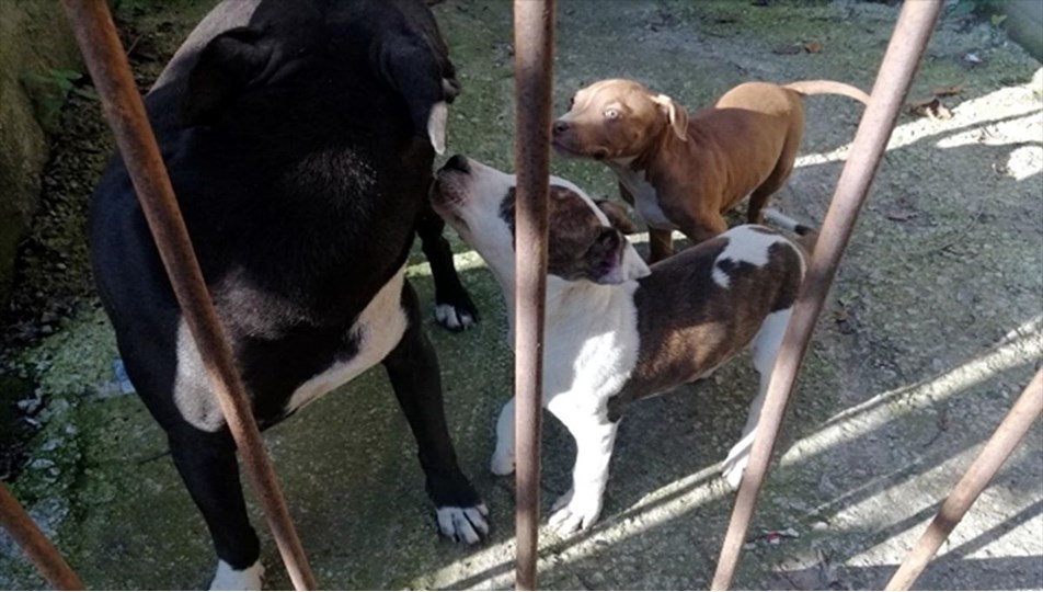Zonguldak�ta pitbull besleyen kişiye 38 bin lira ceza uygulandı NTV