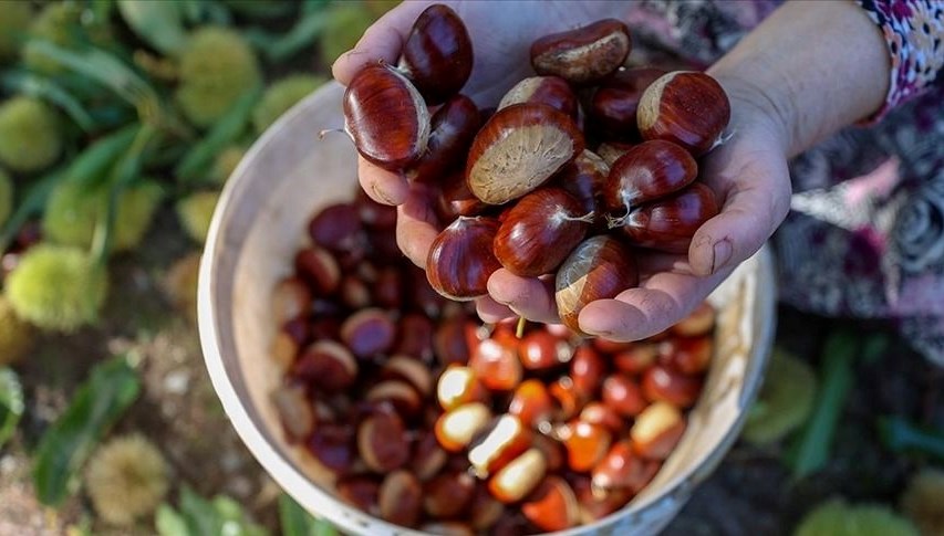 Sezonun ilk kestaneleri 550 liradan satıldı