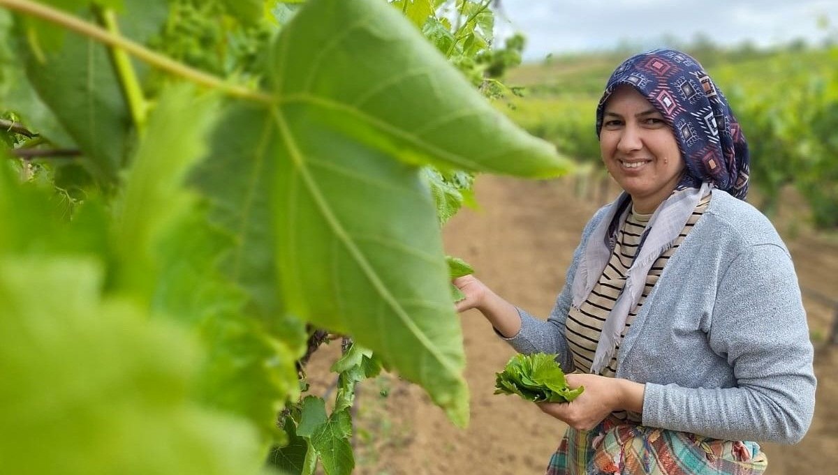 Sabahın erken saatlerinde toplanıyor: 1300-1500 TL kazanıyorlar