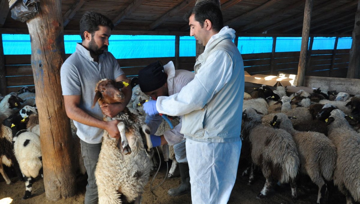 Kars'ta küçükbaş hayvanlara kayıt altına alınıyor