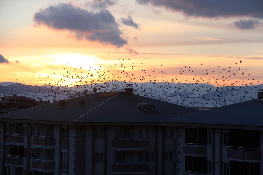 Şehir merkezini kargalar sardı (Korku filmi gibi) - 4