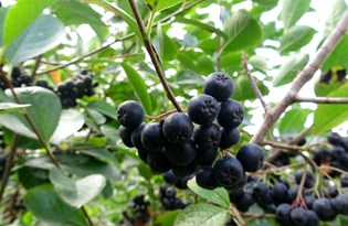 Karadeniz'in yeni meyvesi 'Aronya'da ilk hasat