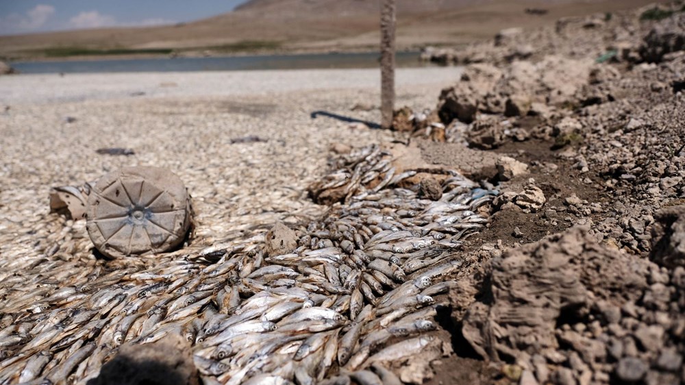 May Barajı'nda korkutan görüntü: Sular çekildi, binlerce balık telef oldu - 7