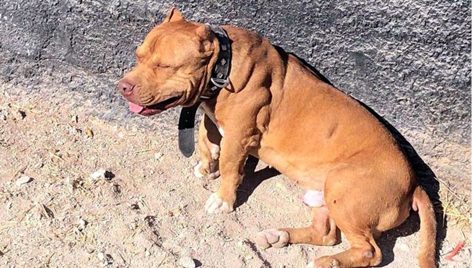 86 bin liralık pitbull cezası