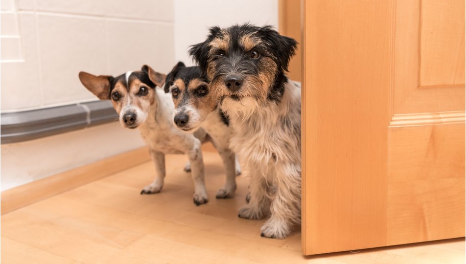 Bir evde üçten fazla köpeğe yasak (Hayvan hakları düzenlemesi) NTV